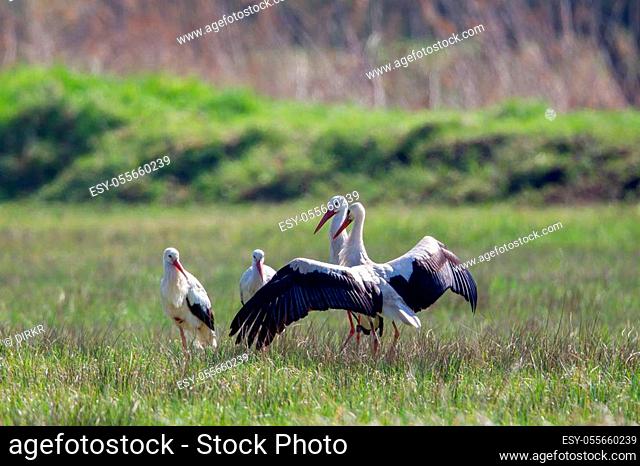 A group of White Storks (Ciconia ciconia) on a meadow in the nature reserve Moenchbruch near Frankfurt, Germany