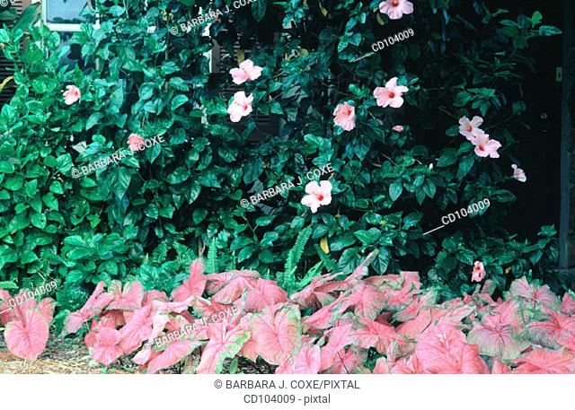Hibiscus (Hibiscus rosa-sinensis) and Fancy-Leaved Caladium (Caladium hortulanum)