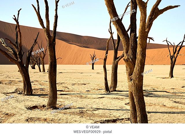 Dead trees in Deadvlei, Sossusvlei, Namib desert, Namibia