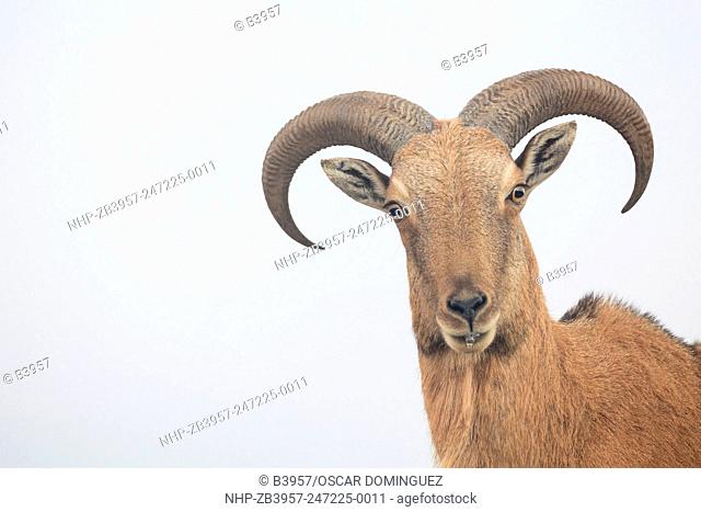 Barbary Sheep (Ammotragus lervia) portrait. Introduced specie. Sierra Espuña Natural Park. Region of Murcia. Spain