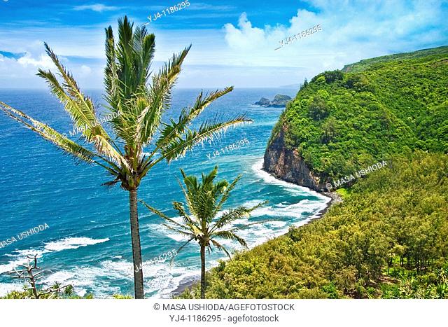 coconut palm trees, Cocos nucifera, and Pololu Beach, Pololu Valley, North Kohala, Big Island, Hawaii, Pacific Ocean