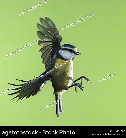 A Blue Tit (Parus caeruleus) photographed using High speed flash in free flight in the Uk