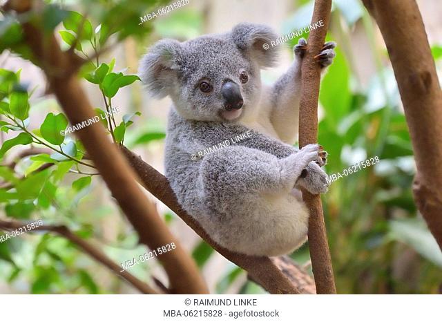 Koala, Phascolarctos cinereus, Young on Tree