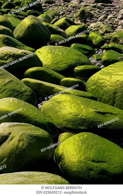 green algae covered rocks