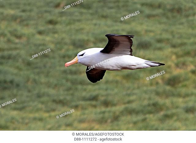 Black-browed Albatross (Thalassarche melanophrys). Steeple Jason, Falkland Islands