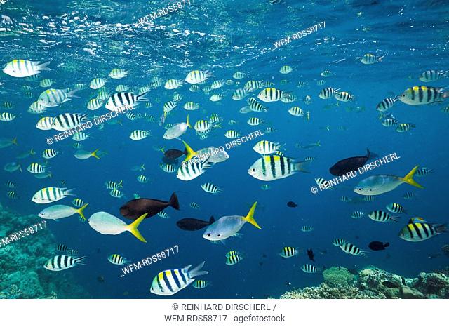 Shoal of Coral Fishes, Micronesia, Palau