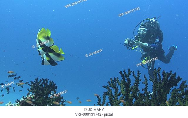 banner fish Heniochus intediustwo Tony tak photo, Indian Ocean, Maldives