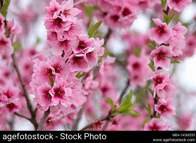 pink almond blossoms (Prunus dulcis), Südliche Weinstraße, Palatinate, Germany, Rhineland-Palatinate