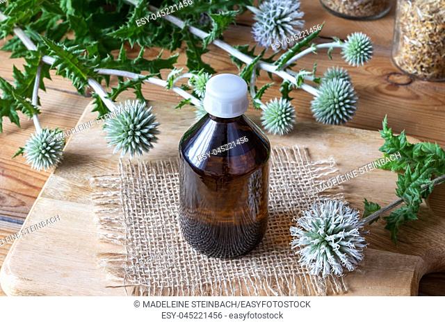 A bottle of great globe-thistle tincture with fresh blooming Echinops sphaerocephalus plant