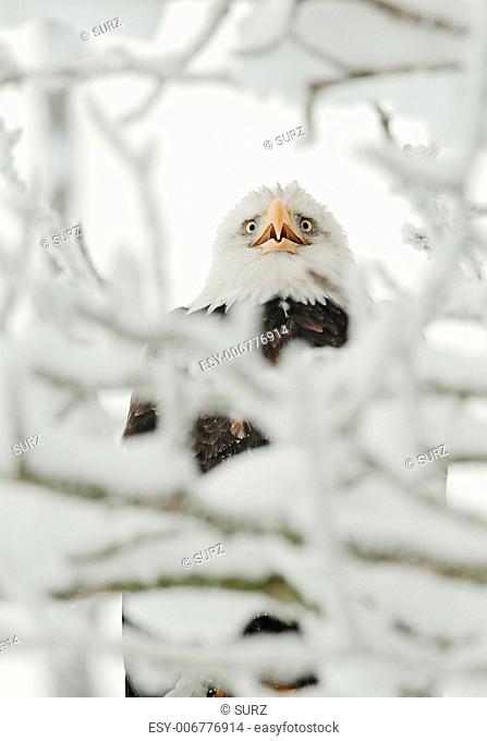 Portrait of an eagle sitting on a snow branch. Haliaeetus leucocephalus washingtoniensis