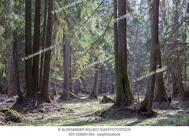 Old alder trees in front of riparian stand in springtime with old alder and spruce trees, Bialowieza Forest, Poland, Europe