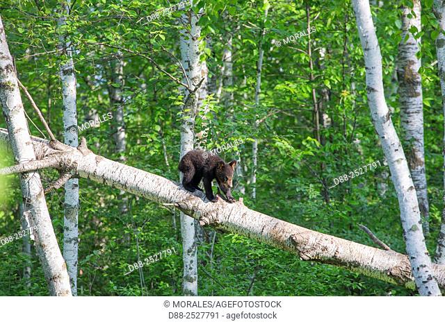 United States, Minnesota, Black bearUrsus americanus, young in a tree