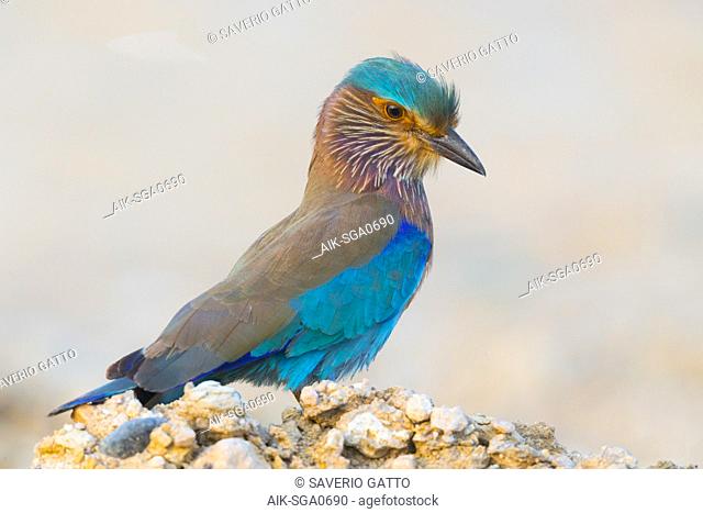 Indian Roller (Coracias benghalensis), Standing on a post, Qurayyat, Muscat Governorate, Oman