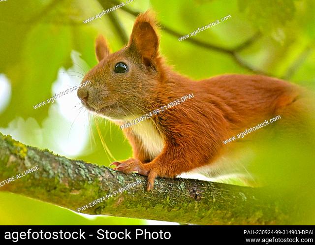 24 September 2023, Brandenburg, Sieversdorf: A squirrel looks down from a branch in a maple tree. Squirrels are known for their nimble movements over branches...