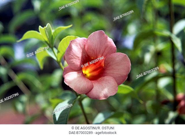 Bignonia (Tecoma radicans) flower, Bignoniaceae