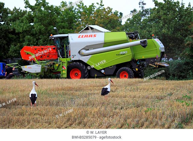white stork (Ciconia ciconia), two birds searching food in stubble field, combine harvester in background, Germany