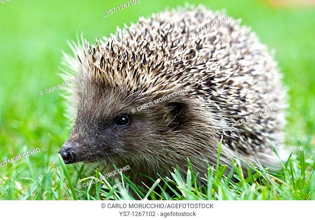 Hedgehog in the garden, Venice, Italy