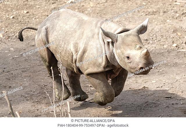 04 April 2018, Germany, Leipzig: A young bull rhino running in its outdoor enclosure. The baby rhino, born on 4 December 2017