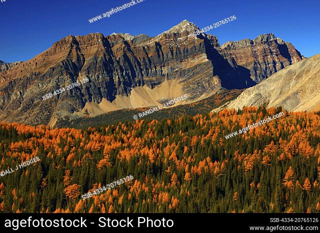 Golden Larch and Indian Peaks From The Niblet in Mt Assiniboine Provincial Park in British Columbia Canada