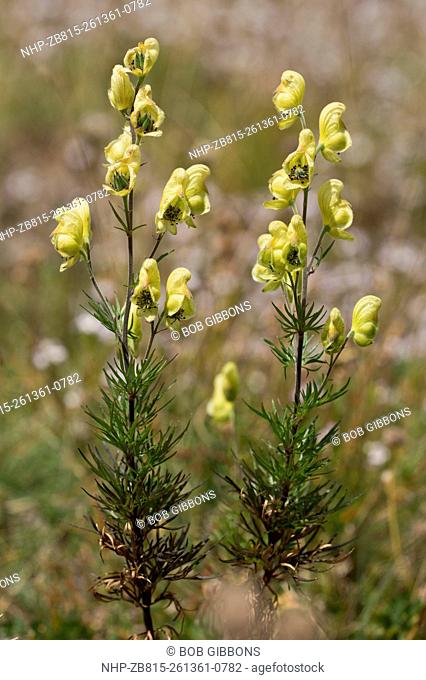 Yellow Monkshood, Aconitum anthora in flower, Vercors Mountains. France