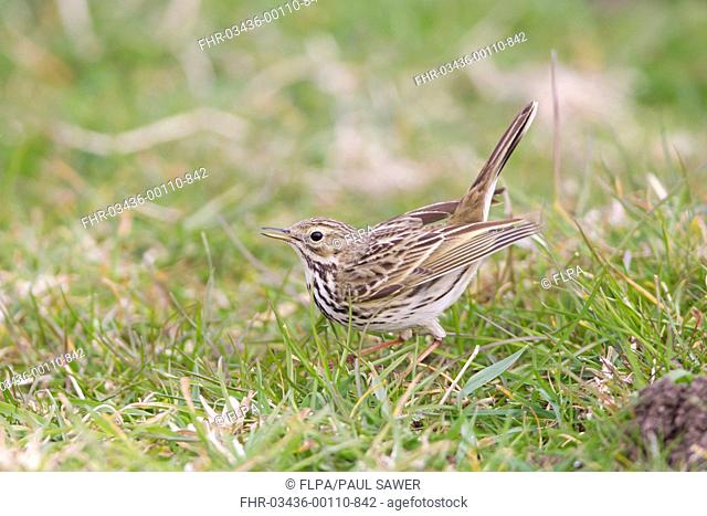 Meadow Pipit Anthus pratensis adult male, displaying on grass, Suffolk, England, april