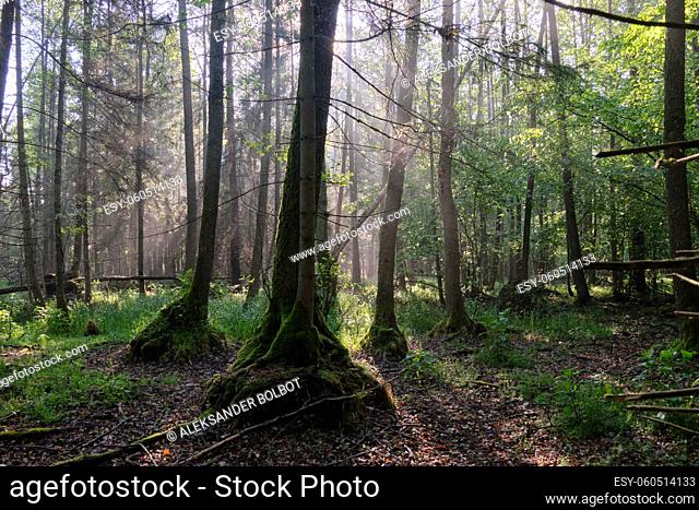 Sunbeam entering rich deciduous riparian stand in misty morning, just rain after, Bialowieza Forest, Poland, Europe