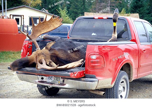 Eastern moose, Taiga moose, American moose, Canadian Moose, Northeastern moose (Alces alces americana, Alces americana), killed bull lying on a red Pick-up, USA