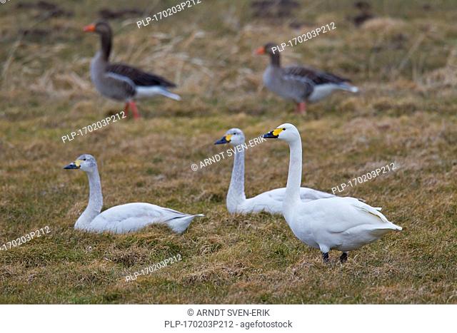 Tundra swans (Cygnus columbianus) / Bewick's swans (Cygnus bewickii) flock foraging in meadow in spring