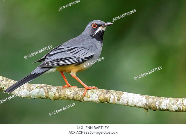 Red-legged Thrush (Turdus plumbeus) perched on a branch in Cuba