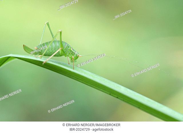 Speckled Bush Cricket (Leptophyes punctatissima), Haren, Emsland, Lower Saxony, Germany, Europe