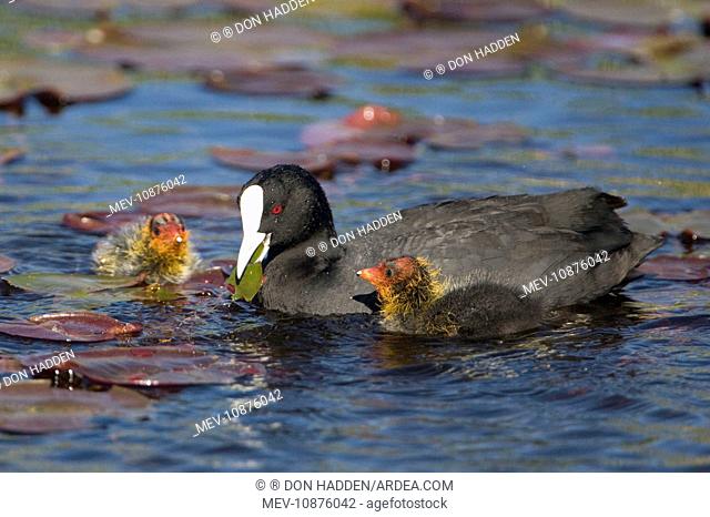 Eurasian Coot - adult with newly hatched chicks on Hamilton Lake (Fulica atra). North Island, New Zealand
