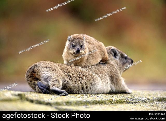 Rock Dassie (Procavia capensis), female with young, social behaviour, Betty's Bay, Western Cape, South Africa, Africa