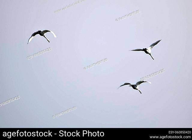 Bird migration of the snow geese