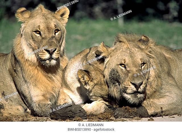 lion (Panthera leo), three lions, portrait, Namibia, Ovamboland, Etoscha NP