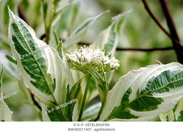 white dogwood, white-fruited dogwood, red-barked dogwood (Cornus alba 'Elegantissima', Cornus alba Elegantissima), blooming, with variegated leaves