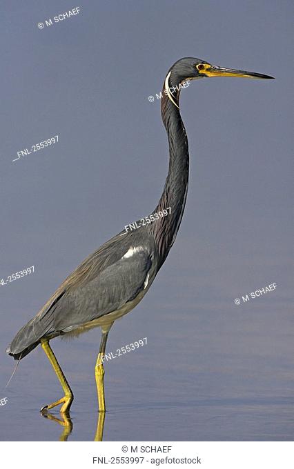 Close-up of Tricolored Heron Egretta tricolor walking in water