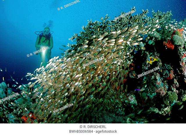 slender sweeper, pygmy sweeper (Parapriacanthus ransonneti), with scuba diver, Egypt, Red Sea