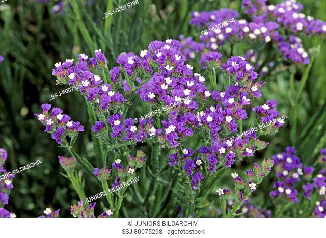 DEU, 2010: Wavyleaf Sea Lavender (Limonium sinuatum, Statice sinuatum), flowering
