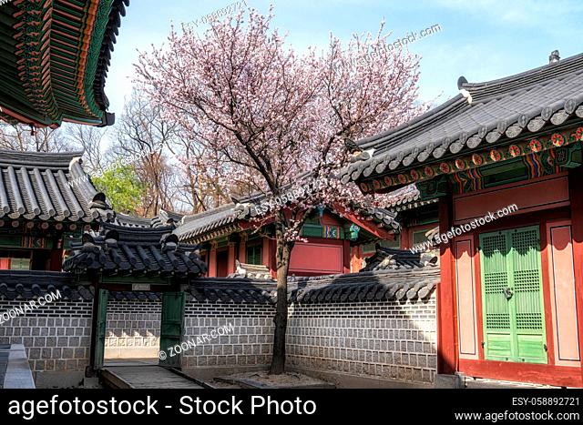 plum flower blossom tree amongst the Changdeokgung Palace architecture taken during spring time in Seoul, South Korea