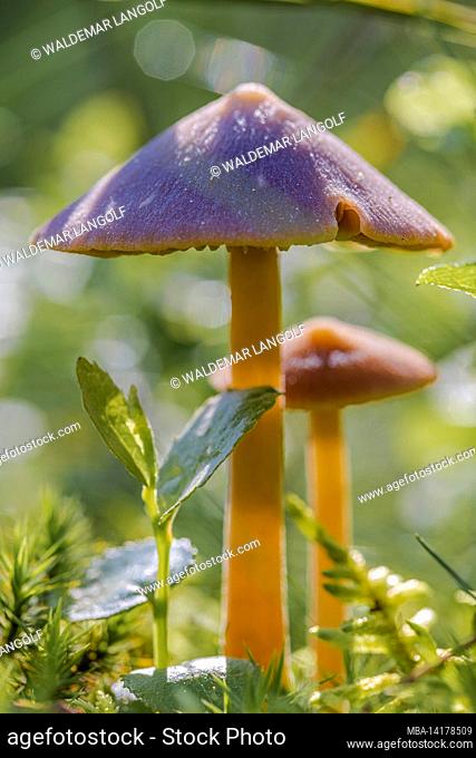 The world of the inconspicuous, close-up of mushrooms