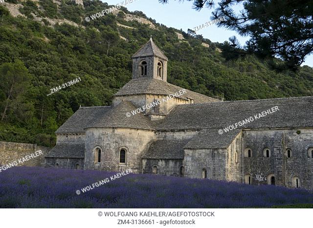 A field of lavender in front of the Senanque Abbey, which is a Cistercian abbey near the village of Gordes in the Vaucluse in Provence, France