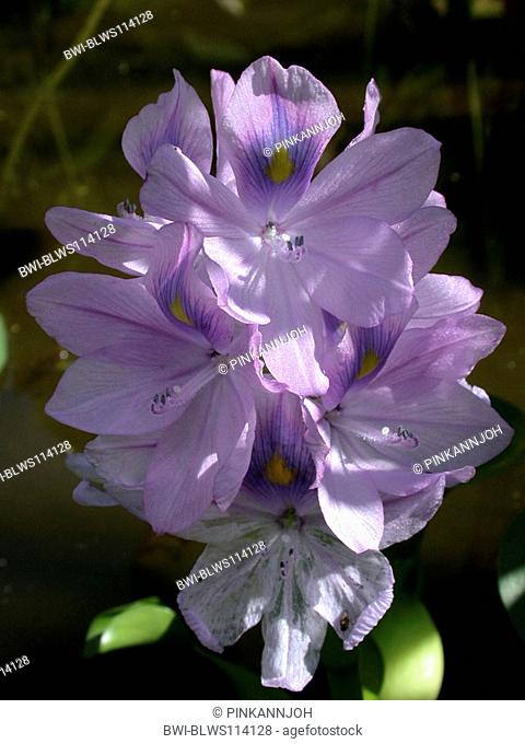 waterhyacinth, common water-hyacinth Eichhornia crassipes, inflorescence