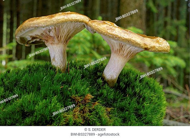 brown rollrim (Paxillus involutus), two fruiting bodies on moss, Germany, Rhineland-Palatinate