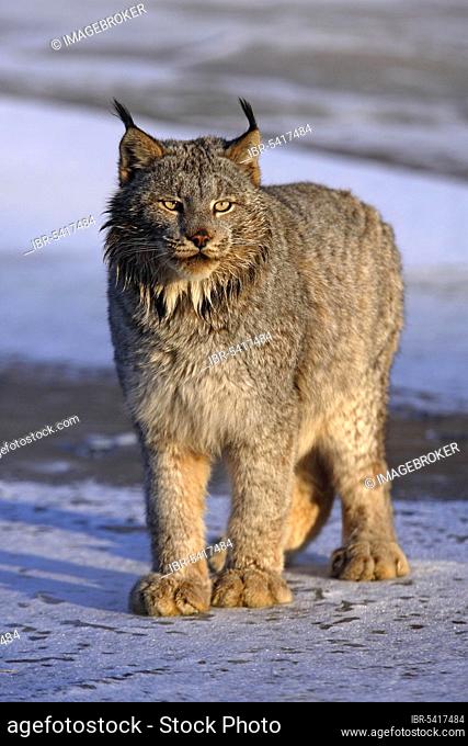 Canadian lynx (Lynx lynx canadensis) (Felis lynx canadensis)