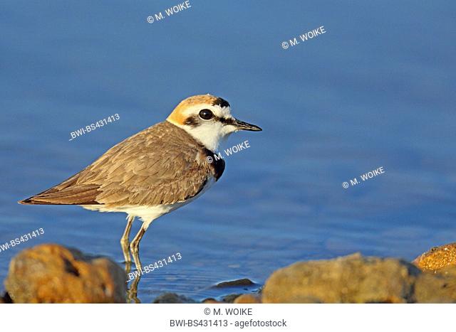 kentish plover (Charadrius alexandrinus), male in breeding plumage, stands at the shore, France, Camargue