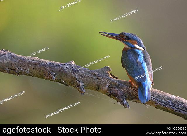 Common Kingfisher / Eisvogel ( Alcedo atthis ), female adult, perched with mud smudgy bill after digging its breeding burrow in a riverbank