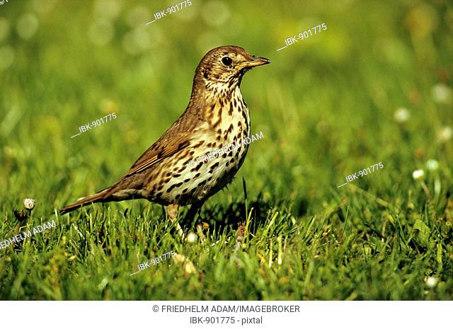 Song Thrush (Turdus philomelos), adult bird on a meadow, St. Andrae am Zicksee, Burgenland, Austria, Europe