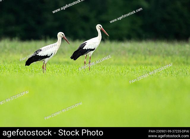 01 September 2023, Baden-Württemberg, Donaueschingen: Storks are standing on a meadow near Donaueschingen. After a partly autumnal beginning of September