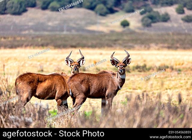 male of endemic very rare Mountain nyala, Tragelaphus buxtoni, big antelope in Bale mountain National Park, Ethiopia, Africa wildlife