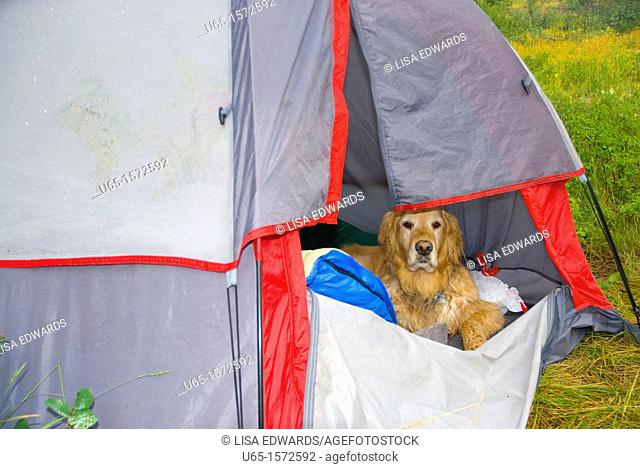 Golden retriever dog in a tent, Lake Alice, Wyoming, USA